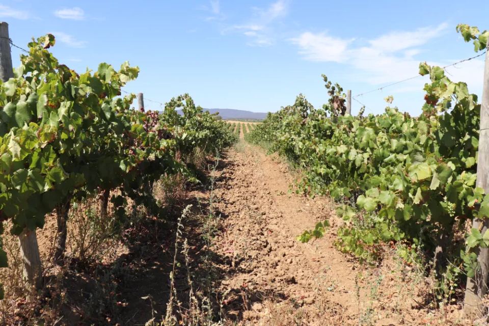 Vineyardsandluxuryestate,For Sale,1010015980 MLS # 1010015980