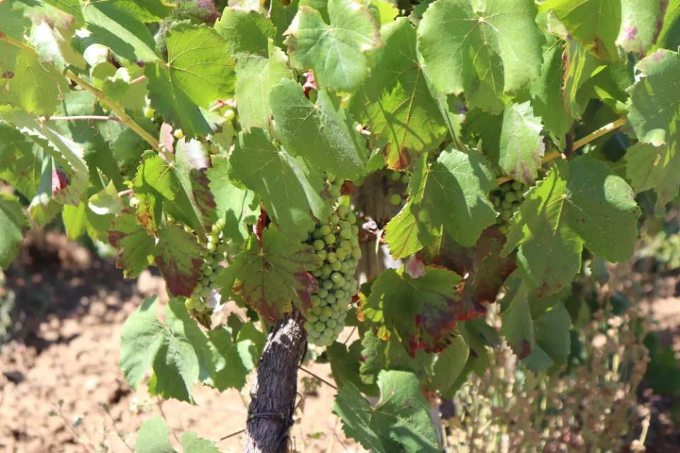 Vineyardsandluxuryestate,For Sale,1010015980 MLS # 1010015980