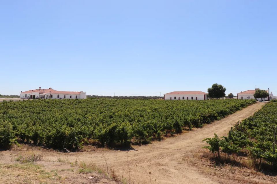 Vineyardsandluxuryestate,For Sale,1010015980 MLS # 1010015980