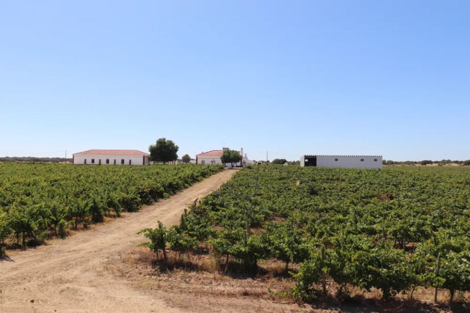 Vineyardsandluxuryestate,For Sale,1010015980 MLS # 1010015980