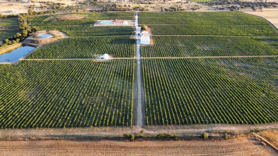 Vineyardsandluxuryestate,For Sale,1010015980 MLS # 1010015980