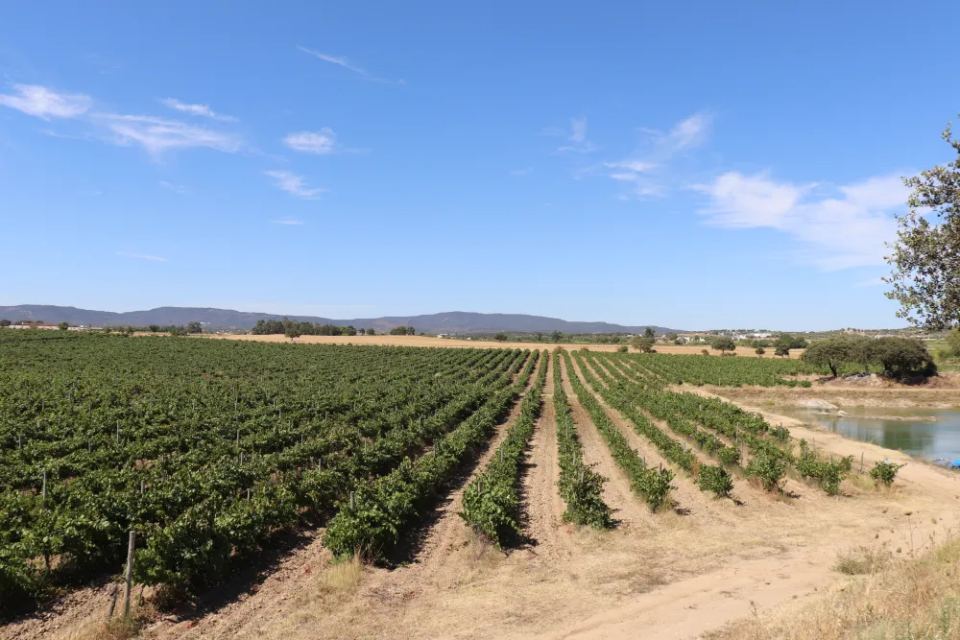 Vineyardsandluxuryestate,For Sale,1010015980 MLS # 1010015980