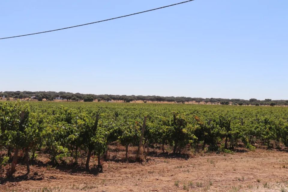 Vineyardsandluxuryestate,For Sale,1010015980 MLS # 1010015980