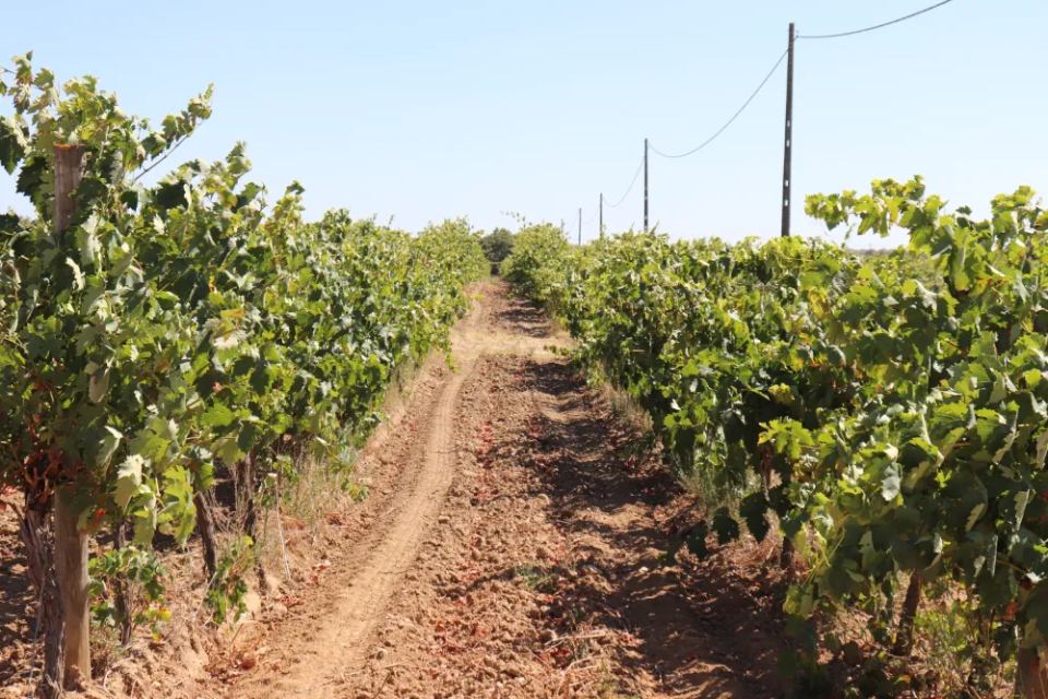 Vineyardsandluxuryestate,For Sale,1010015980 MLS # 1010015980