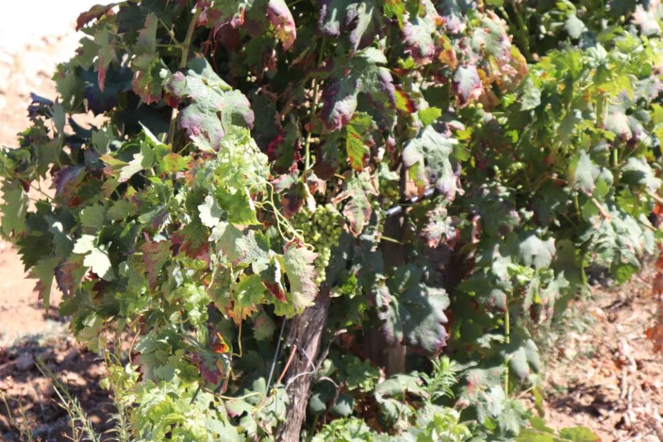 Vineyardsandluxuryestate,For Sale,1010015980 MLS # 1010015980