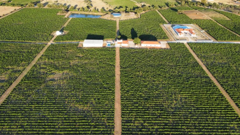 Vineyardsandluxuryestate,For Sale,1010015980 MLS # 1010015980