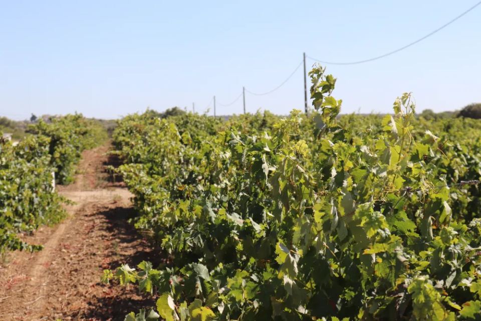 Vineyardsandluxuryestate,For Sale,1010015980 MLS # 1010015980