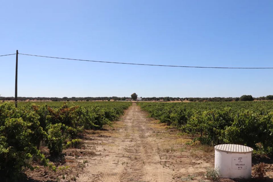 Vineyardsandluxuryestate,For Sale,1010015980 MLS # 1010015980