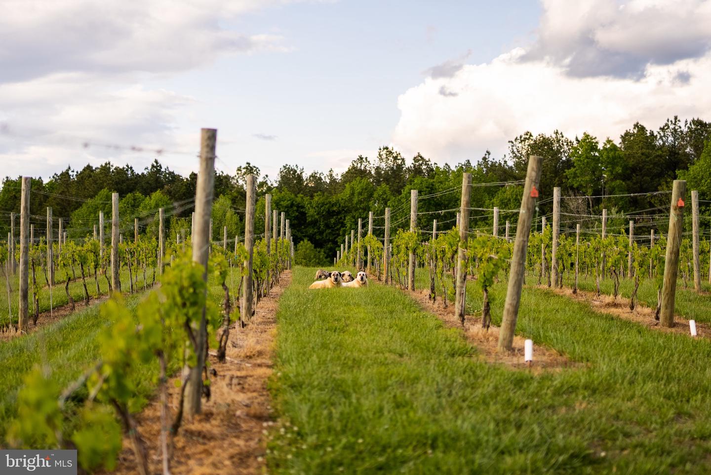 510 MOUNT PLEASANT FARM ROAD, SCOTTSVILLE, Virginia 24590, ,Farm,For Sale,510 MOUNT PLEASANT FARM ROAD,VAAB2000430 MLS # VAAB2000430