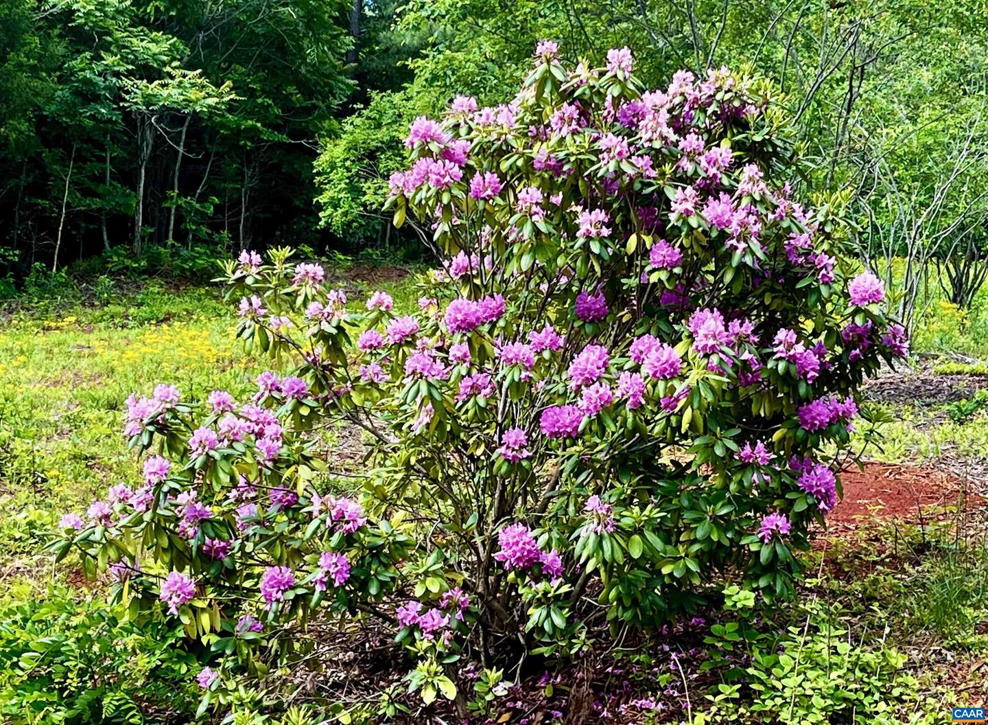 2405 COOPERS LN, CHARLOTTESVILLE, Virginia 22902, 5 Bedrooms Bedrooms, ,6 BathroomsBathrooms,Farm,For Sale,2405 COOPERS LN,653189 MLS # 653189