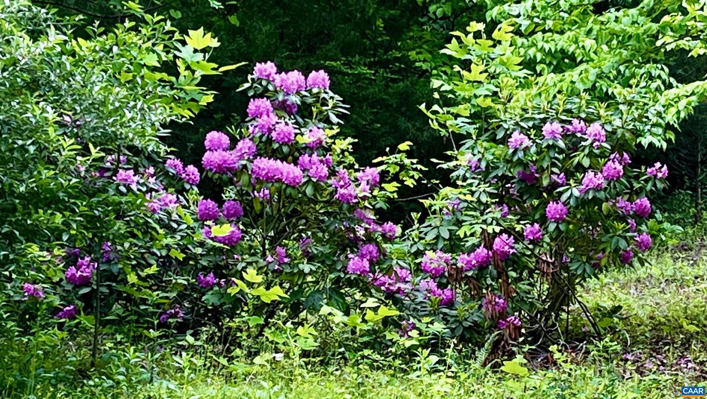 2405 COOPERS LN, CHARLOTTESVILLE, Virginia 22902, 5 Bedrooms Bedrooms, ,6 BathroomsBathrooms,Farm,For Sale,2405 COOPERS LN,653189 MLS # 653189