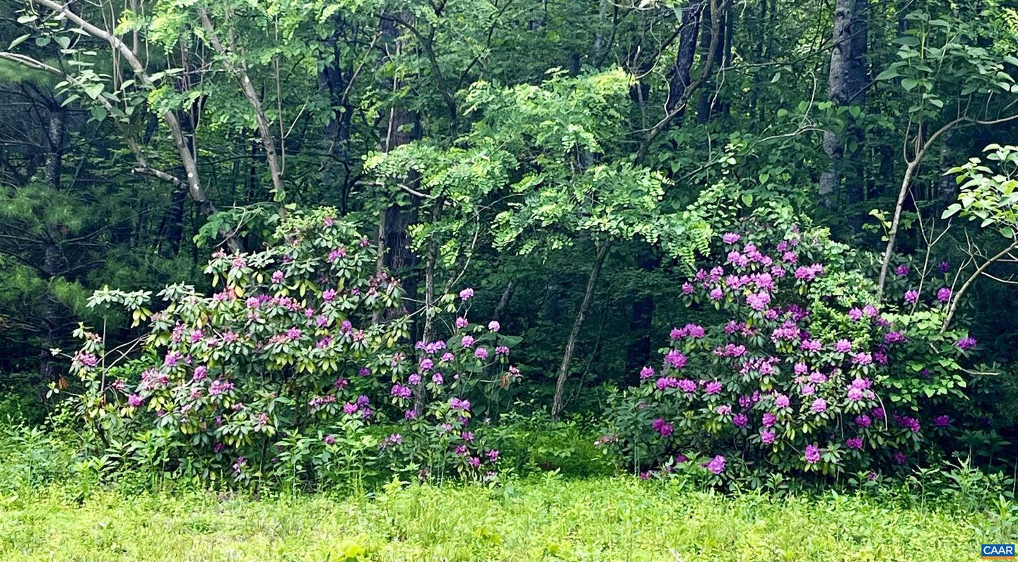 2405 COOPERS LN, CHARLOTTESVILLE, Virginia 22902, 5 Bedrooms Bedrooms, ,6 BathroomsBathrooms,Farm,For Sale,2405 COOPERS LN,653189 MLS # 653189