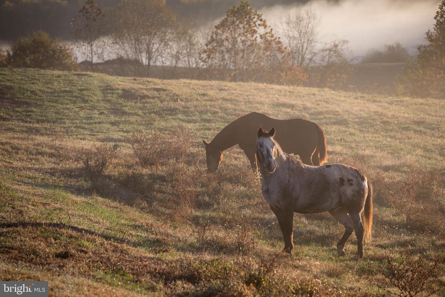 2427 BLUE RIDGE TPKE S, ROCHELLE, Virginia 22738, 4 Bedrooms Bedrooms, ,3 BathroomsBathrooms,Farm,For Sale,2427 BLUE RIDGE TPKE S,VAMA2002016 MLS # VAMA2002016