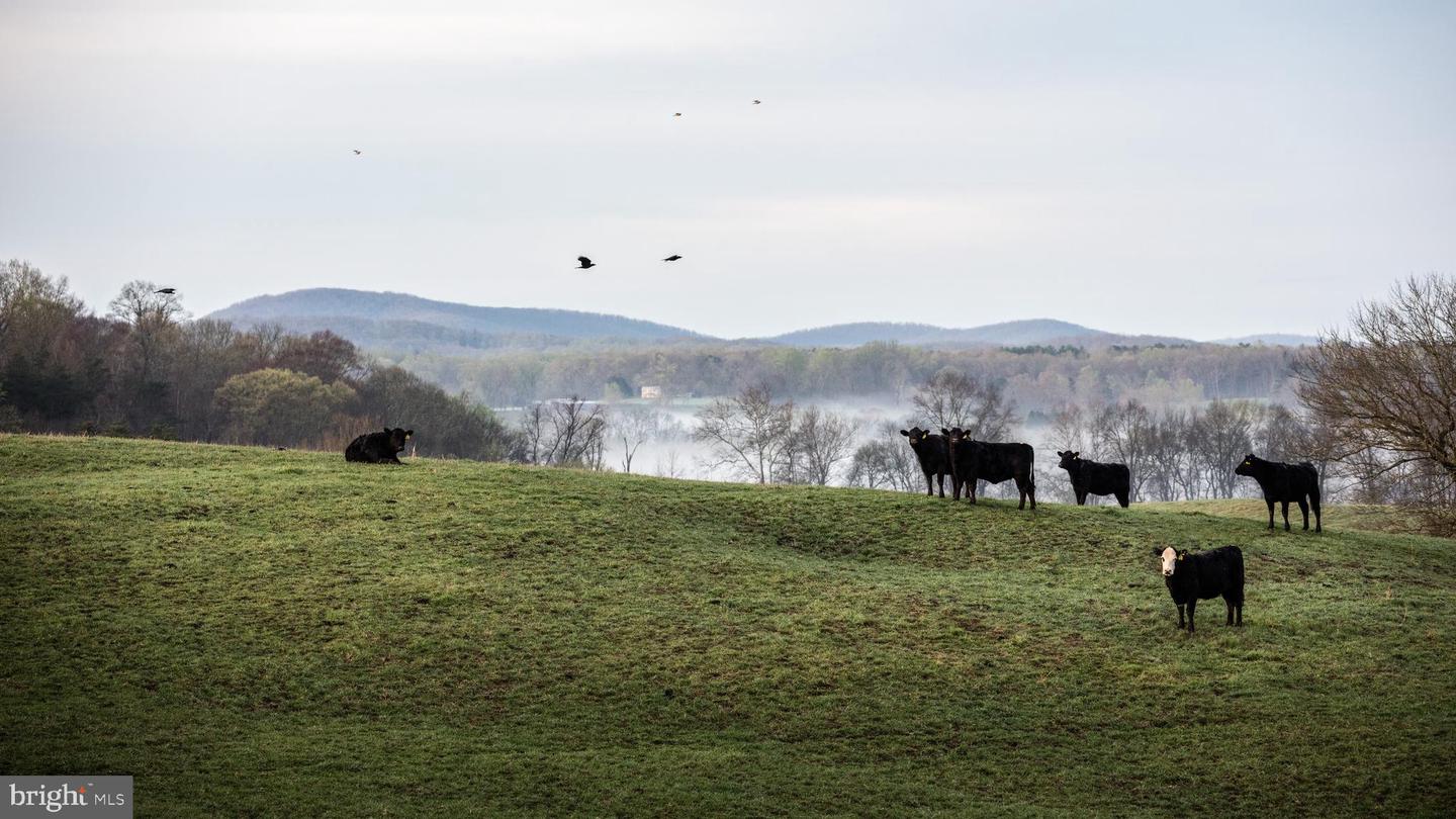 2427 BLUE RIDGE TPKE S, ROCHELLE, Virginia 22738, 4 Bedrooms Bedrooms, ,3 BathroomsBathrooms,Farm,For Sale,2427 BLUE RIDGE TPKE S,VAMA2002016 MLS # VAMA2002016