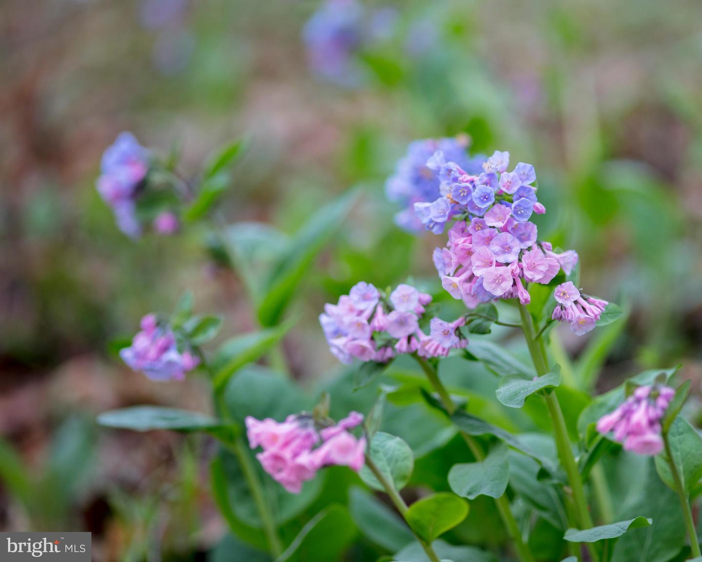 2427 BLUE RIDGE TPKE S, ROCHELLE, Virginia 22738, 4 Bedrooms Bedrooms, ,3 BathroomsBathrooms,Farm,For Sale,2427 BLUE RIDGE TPKE S,VAMA2002016 MLS # VAMA2002016