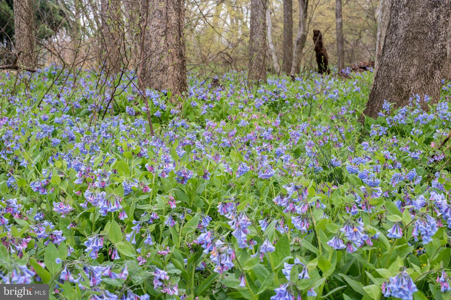 2427 BLUE RIDGE TPKE S, ROCHELLE, Virginia 22738, 4 Bedrooms Bedrooms, ,3 BathroomsBathrooms,Farm,For Sale,2427 BLUE RIDGE TPKE S,VAMA2002016 MLS # VAMA2002016