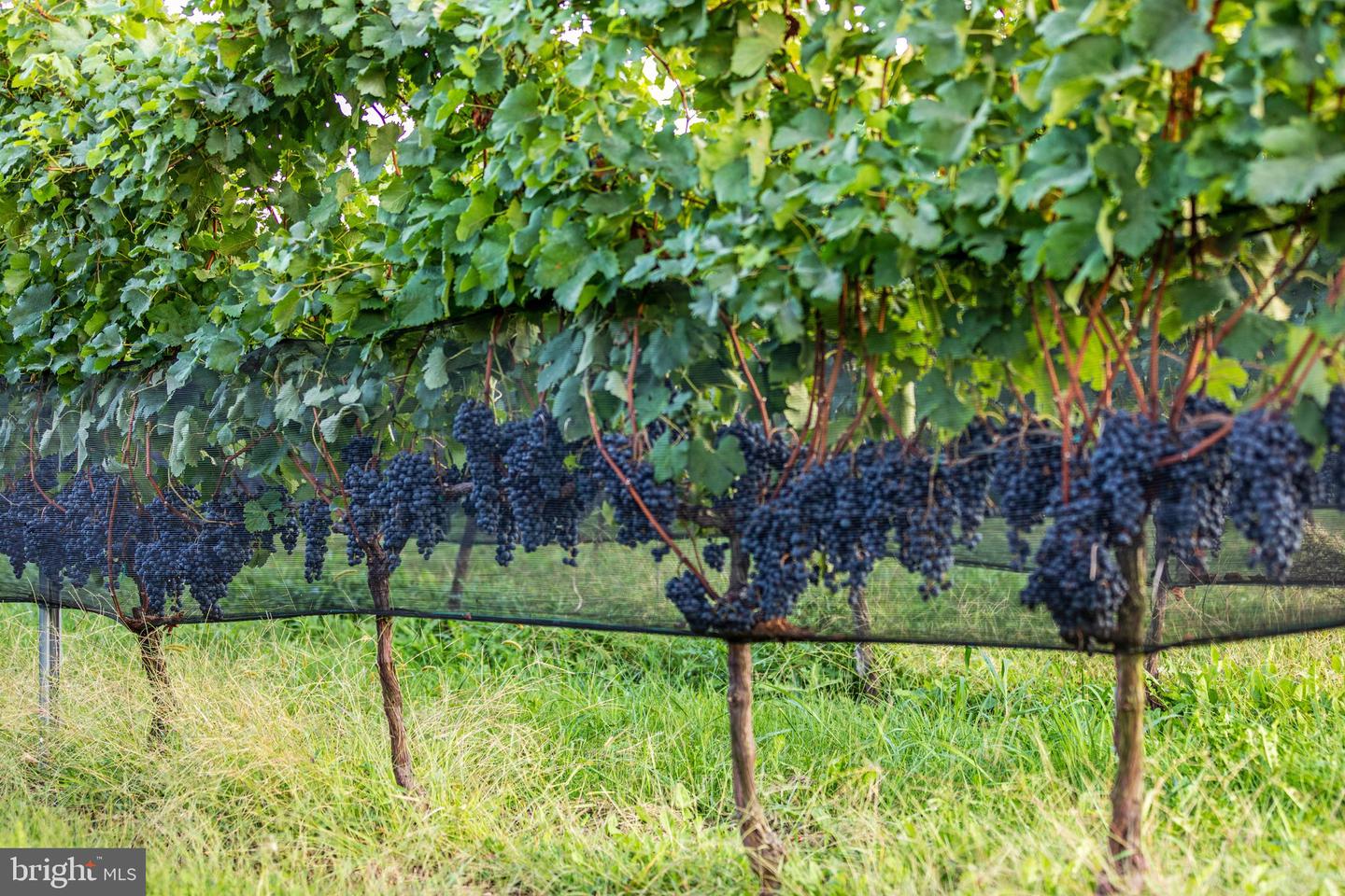 14727 MOUNTAIN RD, HILLSBORO, Virginia 20132, 7 Bedrooms Bedrooms, ,4 BathroomsBathrooms,Farm,For Sale,14727 MOUNTAIN RD,VALO2091860 MLS # VALO2091860