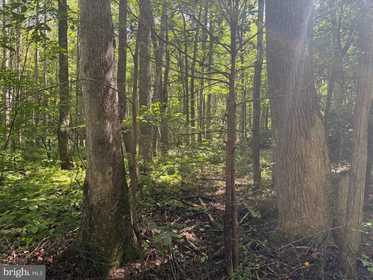 2082 LITTLE DOGWOOD ROAD, SPOUT SPRING, Virginia 24593, 2 Bedrooms Bedrooms, ,2 BathroomsBathrooms,Farm,For Sale,2082 LITTLE DOGWOOD ROAD,VAAV2000034 MLS # VAAV2000034