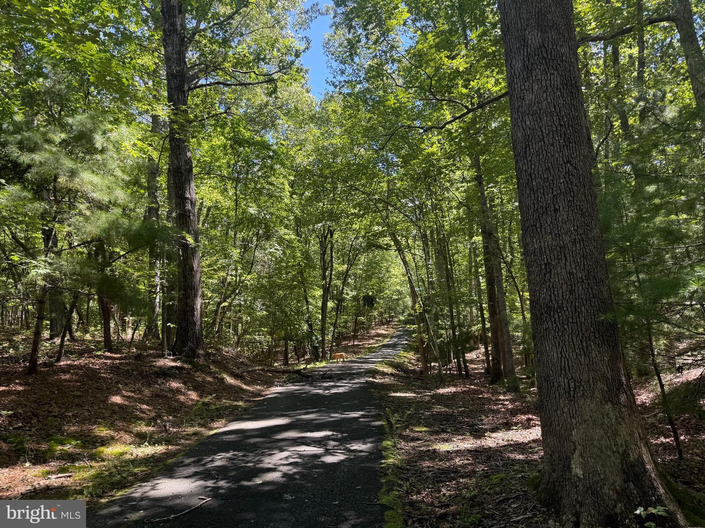 2082 LITTLE DOGWOOD ROAD, SPOUT SPRING, Virginia 24593, 2 Bedrooms Bedrooms, ,2 BathroomsBathrooms,Farm,For Sale,2082 LITTLE DOGWOOD ROAD,VAAV2000034 MLS # VAAV2000034