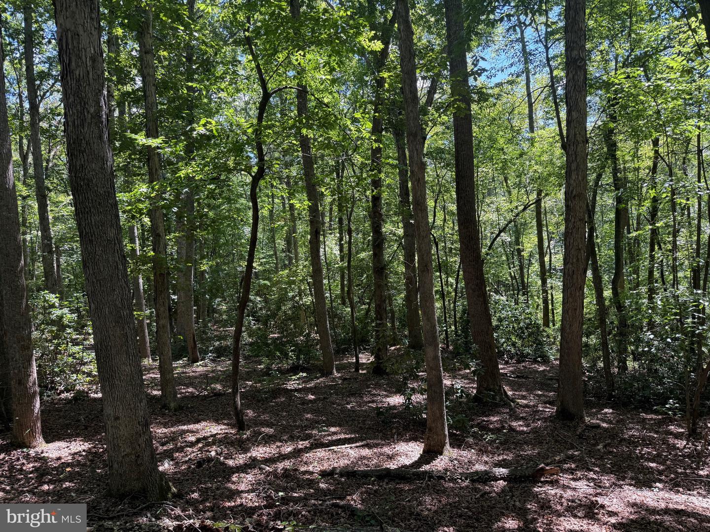 2082 LITTLE DOGWOOD ROAD, SPOUT SPRING, Virginia 24593, 2 Bedrooms Bedrooms, ,2 BathroomsBathrooms,Farm,For Sale,2082 LITTLE DOGWOOD ROAD,VAAV2000034 MLS # VAAV2000034