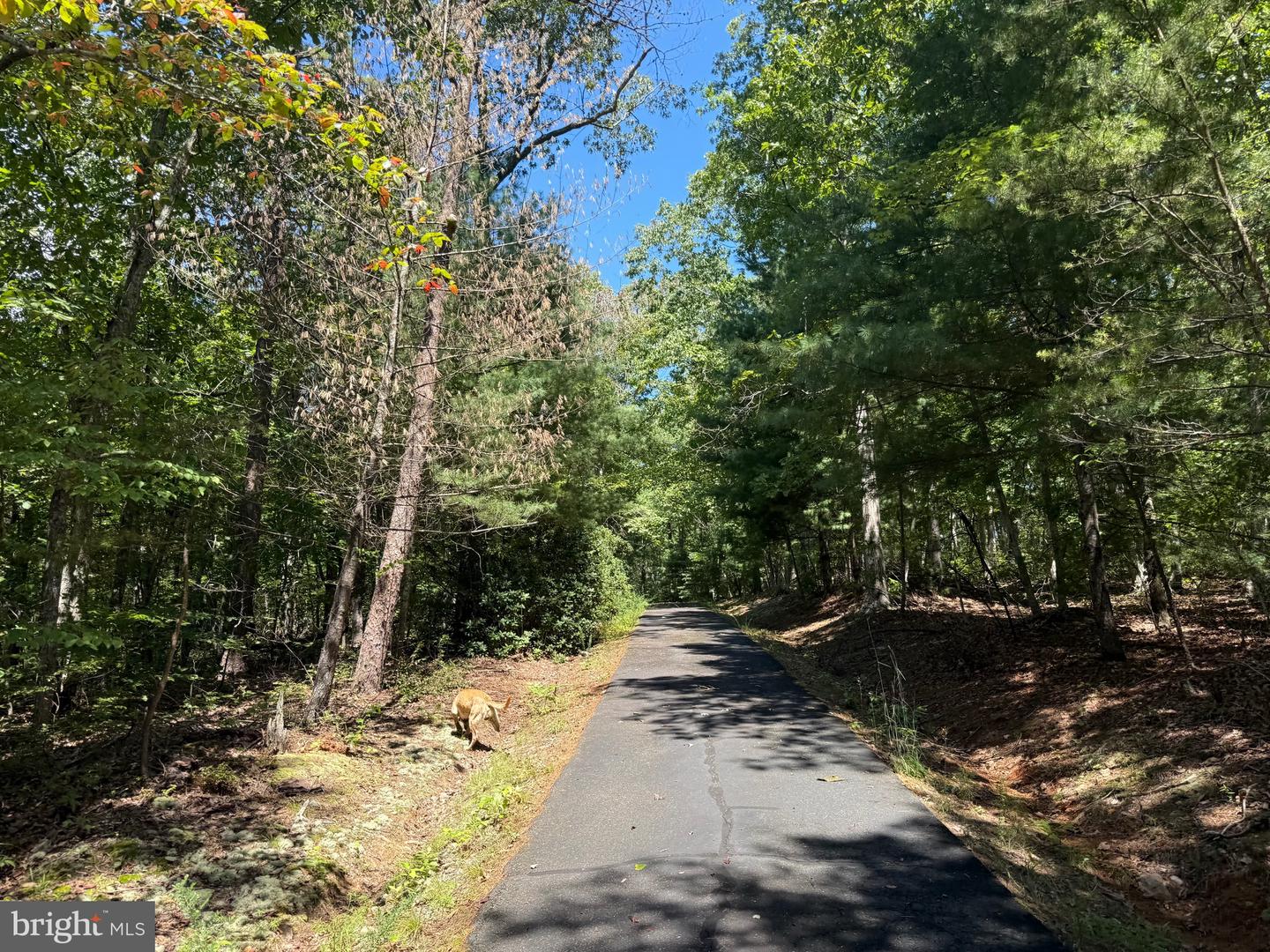 2082 LITTLE DOGWOOD ROAD, SPOUT SPRING, Virginia 24593, 2 Bedrooms Bedrooms, ,2 BathroomsBathrooms,Farm,For Sale,2082 LITTLE DOGWOOD ROAD,VAAV2000034 MLS # VAAV2000034