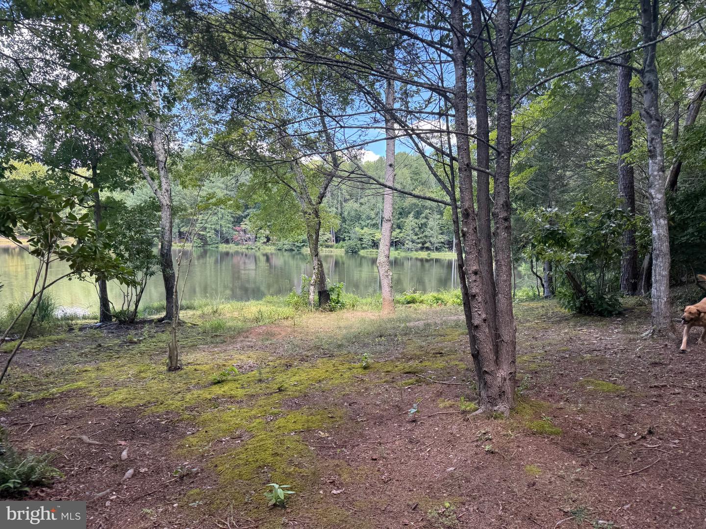 2082 LITTLE DOGWOOD ROAD, SPOUT SPRING, Virginia 24593, 2 Bedrooms Bedrooms, ,2 BathroomsBathrooms,Farm,For Sale,2082 LITTLE DOGWOOD ROAD,VAAV2000034 MLS # VAAV2000034