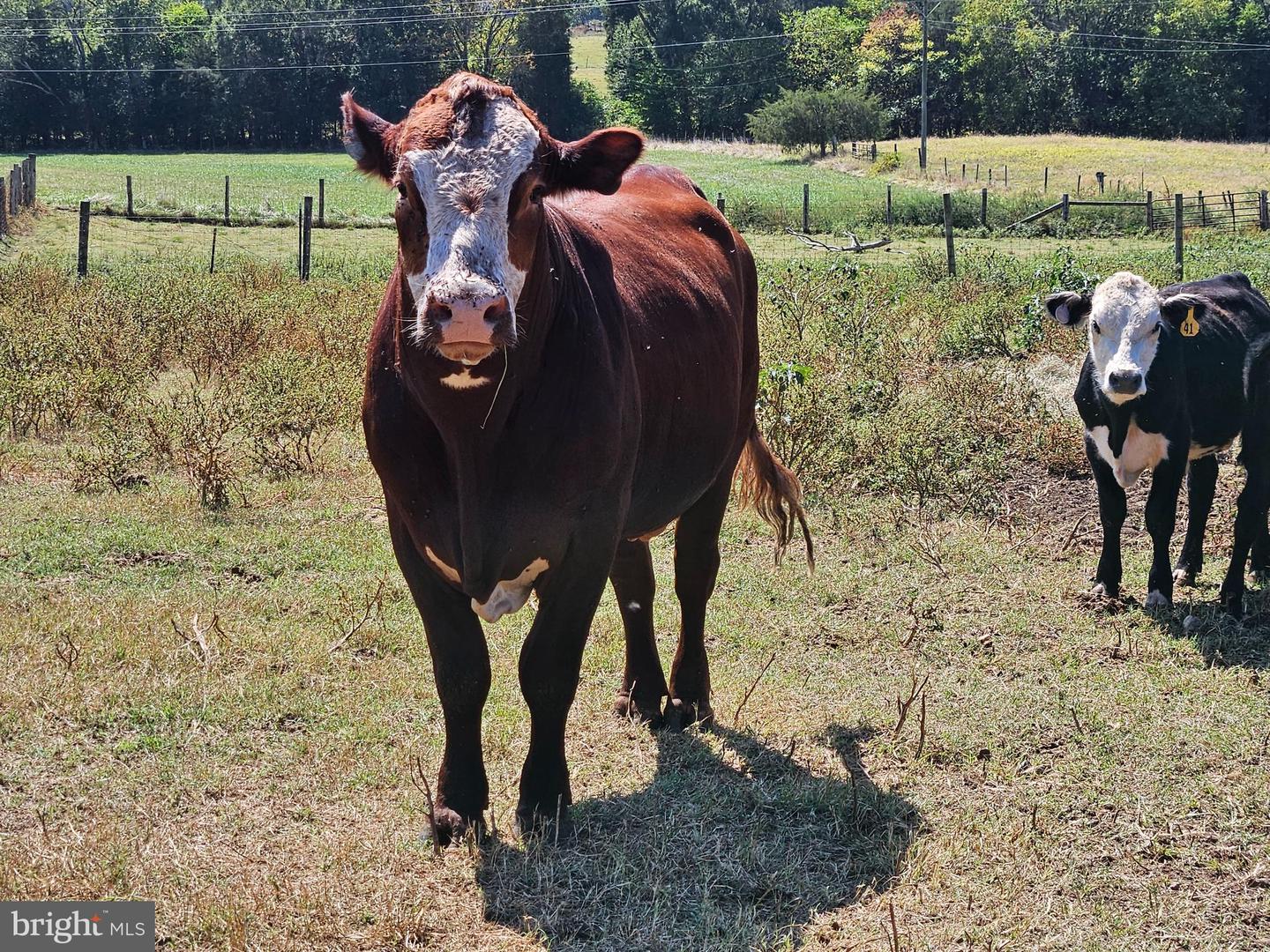 5474 WOODSIDE LN, BEALETON, Virginia 22712, 3 Bedrooms Bedrooms, ,2 BathroomsBathrooms,Farm,For Sale,5474 WOODSIDE LN,VAFQ2018414 MLS # VAFQ2018414